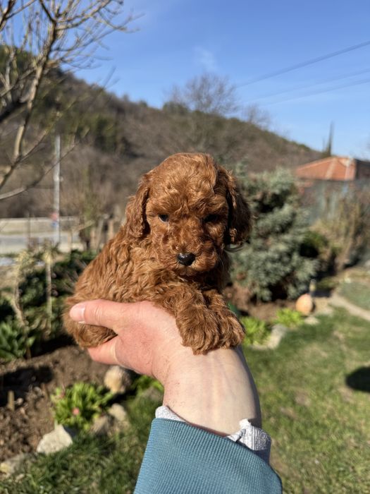 Пудел той/мини  Puddle toy/mini момчета и момиче със втора ваксина