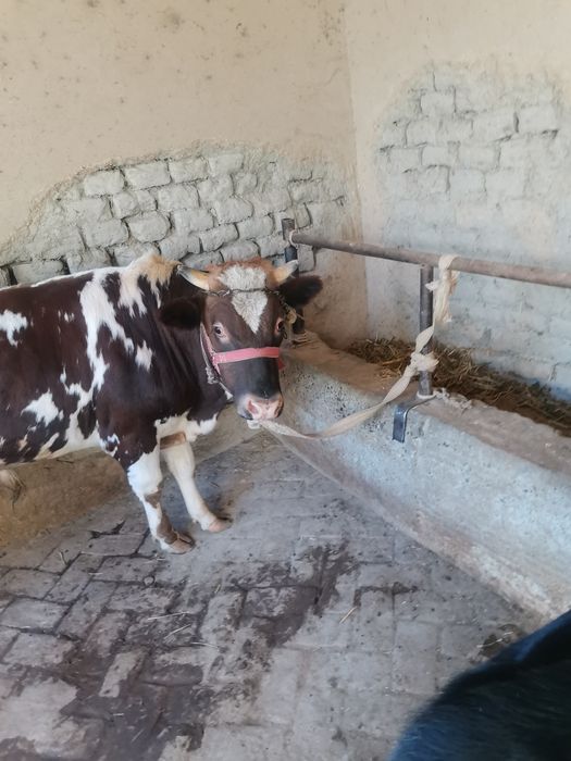 Hokiz sotiladi 25 milyon