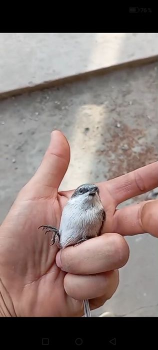 Продам птицу певчую