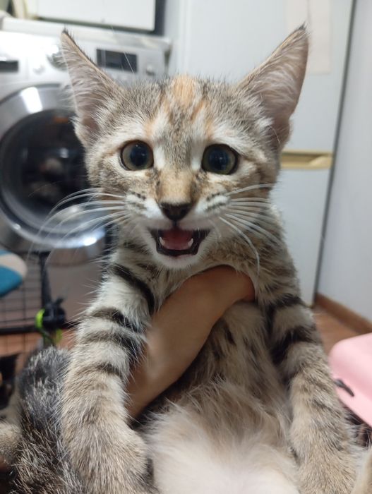 Отдам котят в хорошие руки