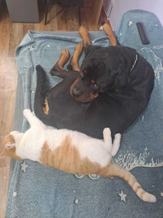 Отдам кота в хорошие руки