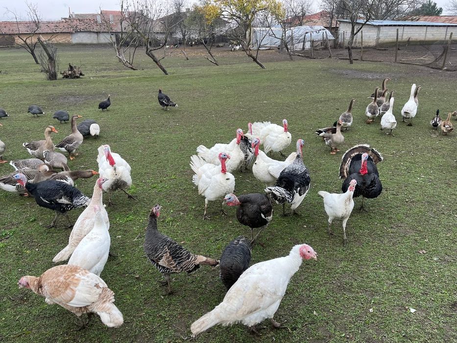 Продавам домашно отглеждани пуйки,гъски,патици и токачки