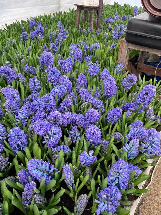 Vand zambile la ghiveci, calitatea I