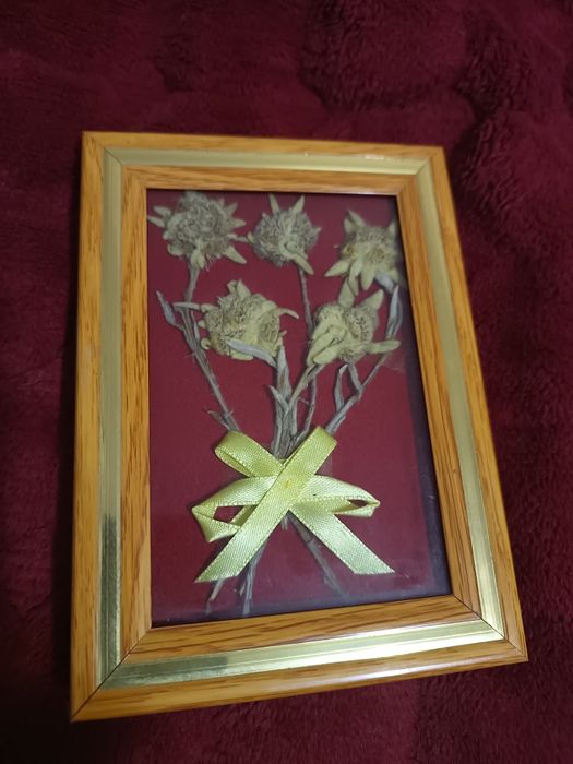 Картичка Еделвайс СТК Мальовица