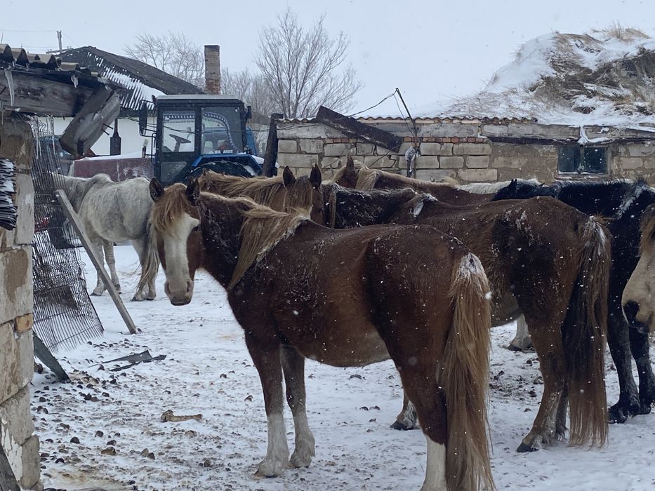 Сатылымда биелер бар келіп тандаа алыныздар