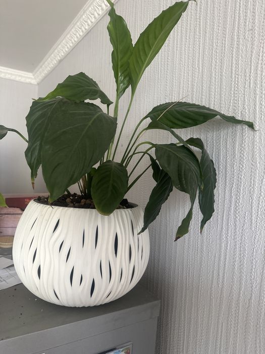 цветы долларовое дерево