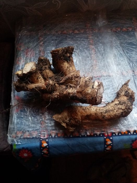 Продам хрен домашний.