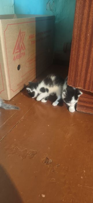 Отдам 4 красивых котят