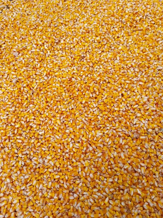 Vand porumb 1,20 kg transport gratuit