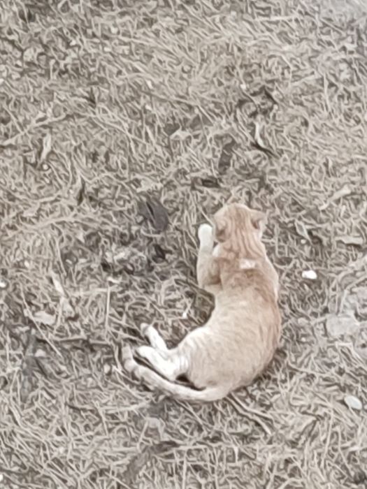 Нашеёлся Кот рыжий