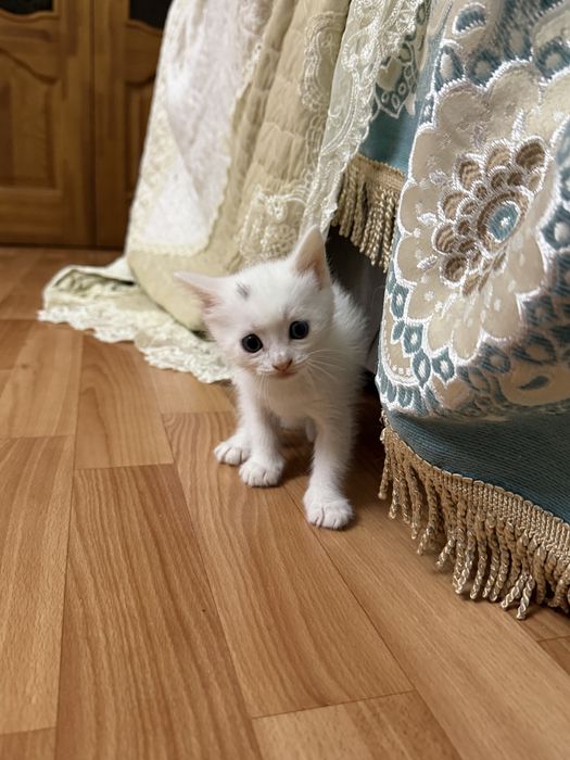 отдам котенка в добрые руки