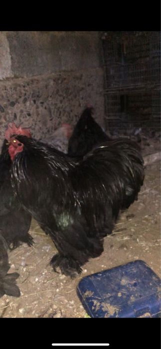 Карликовый кохинхиндер бар