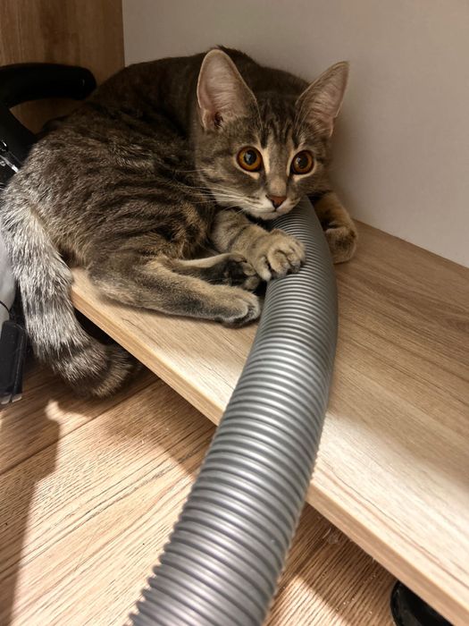 Отдам даром кошку