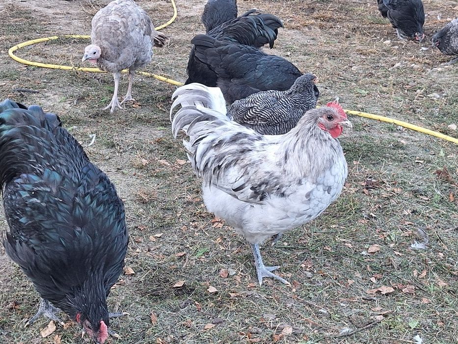 Cocoșei și puicuțe Australorp
