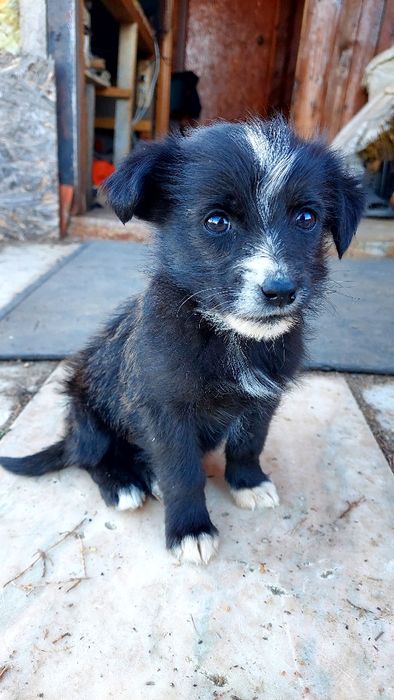 Отдам даром в хорошие руки