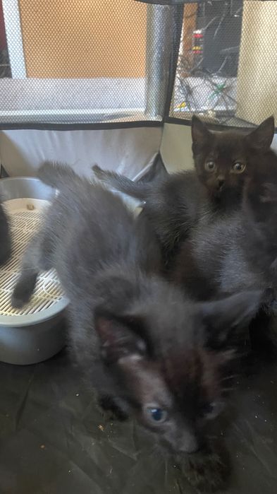 Отдам котят в хорошие руки