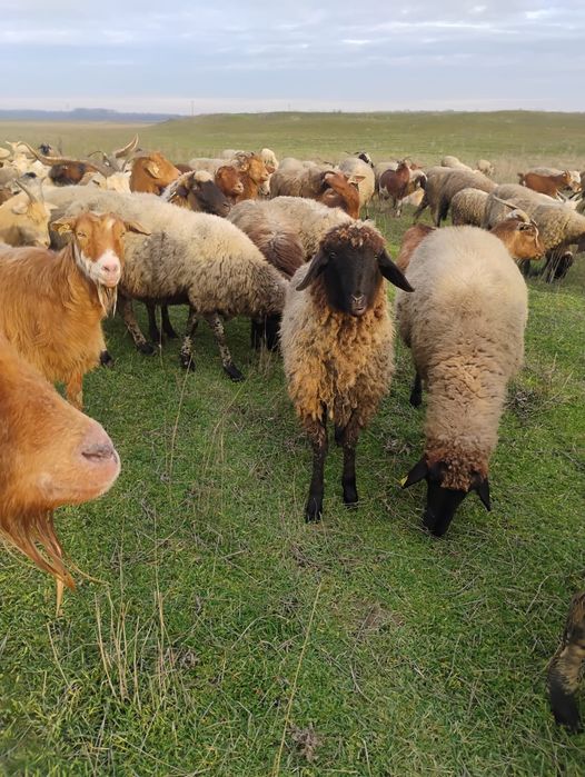 Vand miei  mai multe detalii la telefon