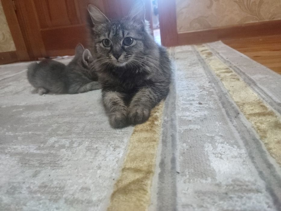 кошка в добрые руки