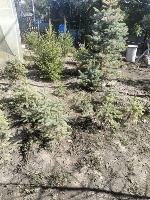 Ели голубые и сибирские