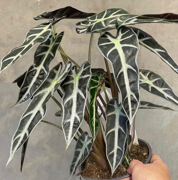 Комнатные растения