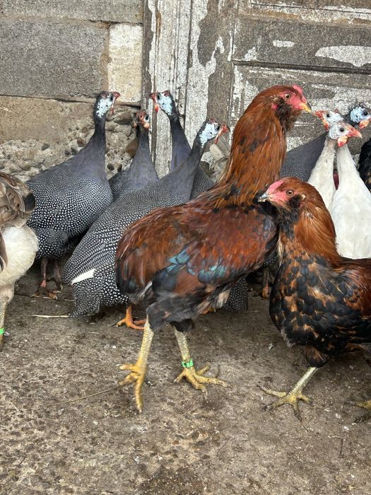 Vand cocosi  araucan