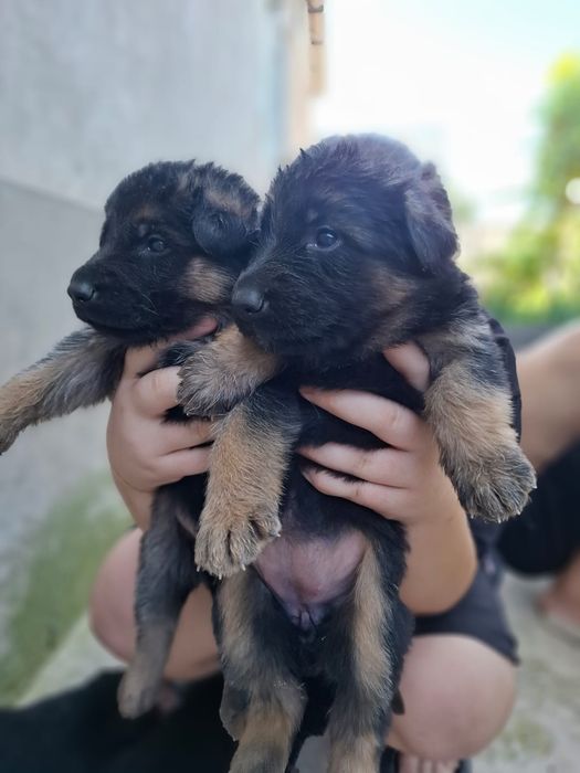 Немецкий щенки овчарки