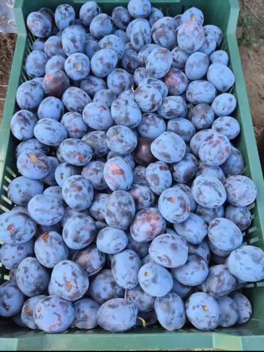 Prune pentru pălincă
