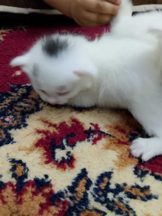Отдам котят..  ..