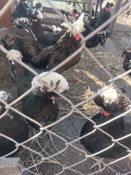 Perechi motate olandeze 150