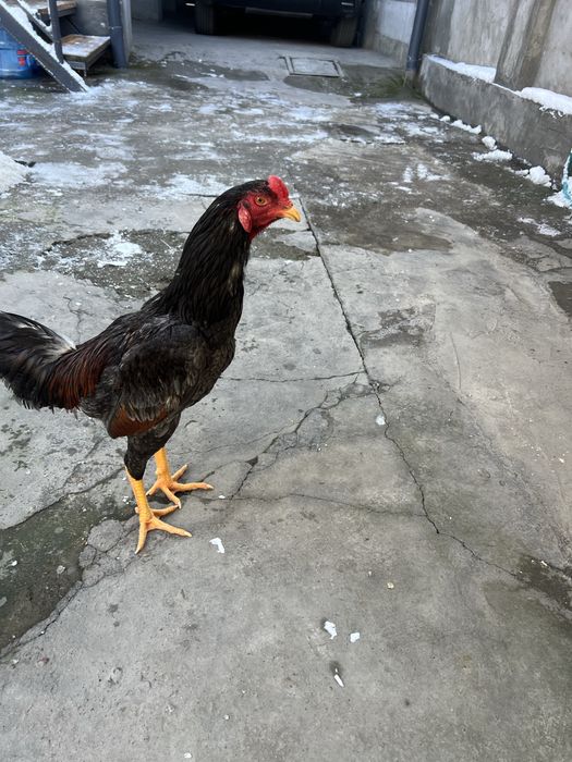 May oyini oxirida ochilgan jojalar