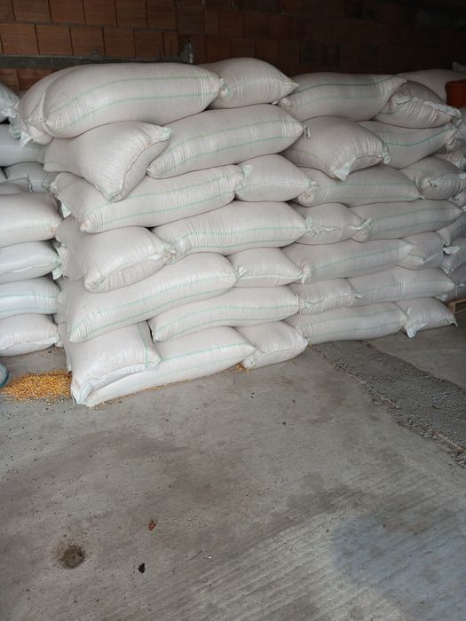 Porumb și grâu de vânzare cu transport gratuit la cantitate de 5_6tone