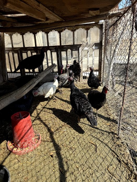 Индюклар сотилади Тоза парода