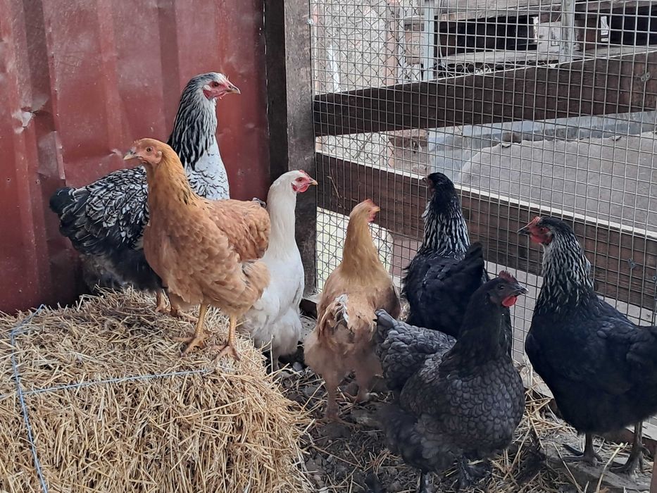 Puice de casă la începutul ouatului