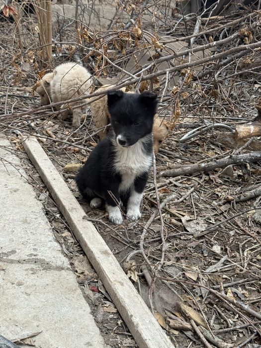 2500 тг Еркек күшік, алатындар жазыңдар