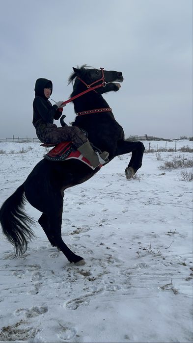 6 жасар айғыр сатылады, Продается жеребец