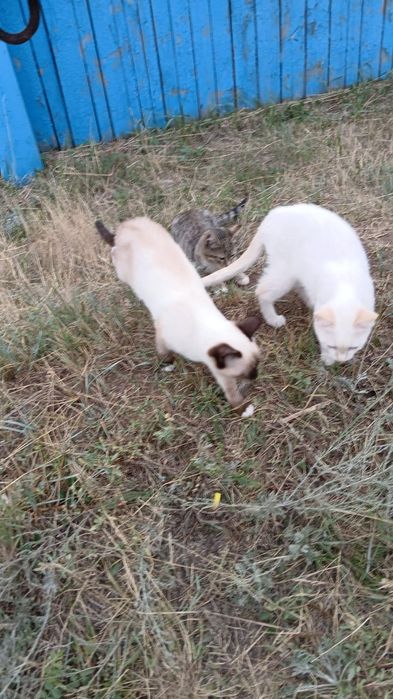 Котята мальчишки ищут любящий  дом