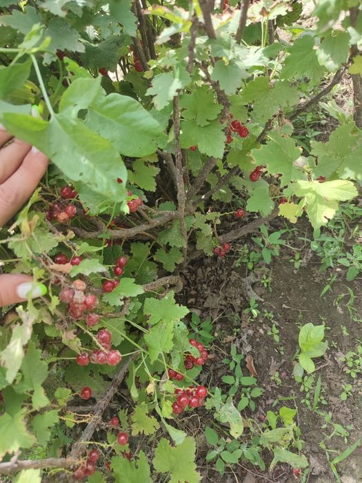 Продам дачу на Солнечной долине.