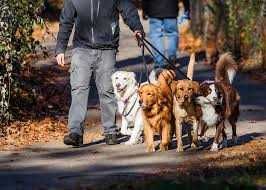 Выгул собак по 1 час - 2000 тенге