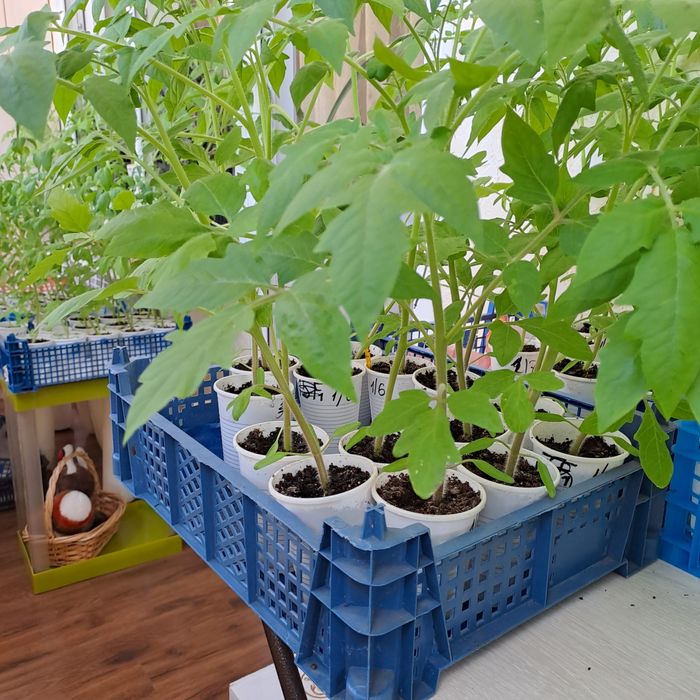 Продам рассаду помидор