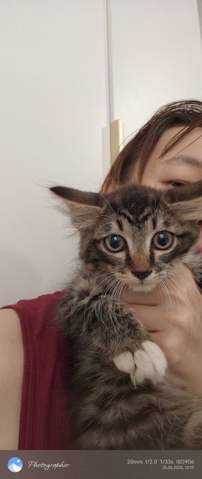 Милый котенок мальчик