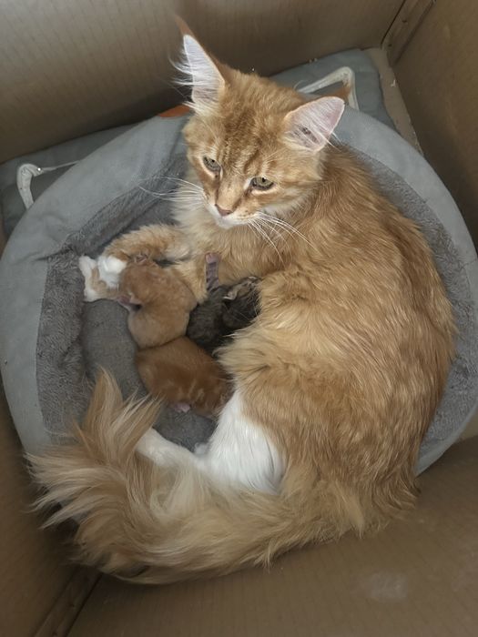 Котята мейн кун, все мальчики