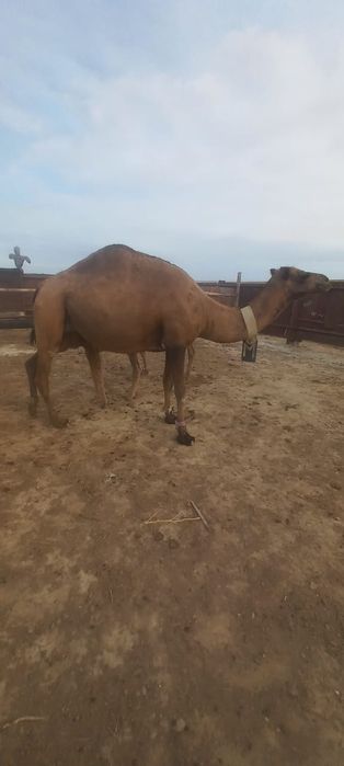 Боталы түйе сатылады