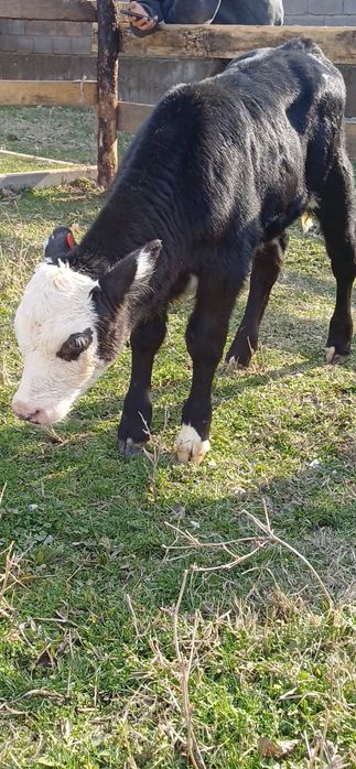 Симментал ГЕРЕФОРД