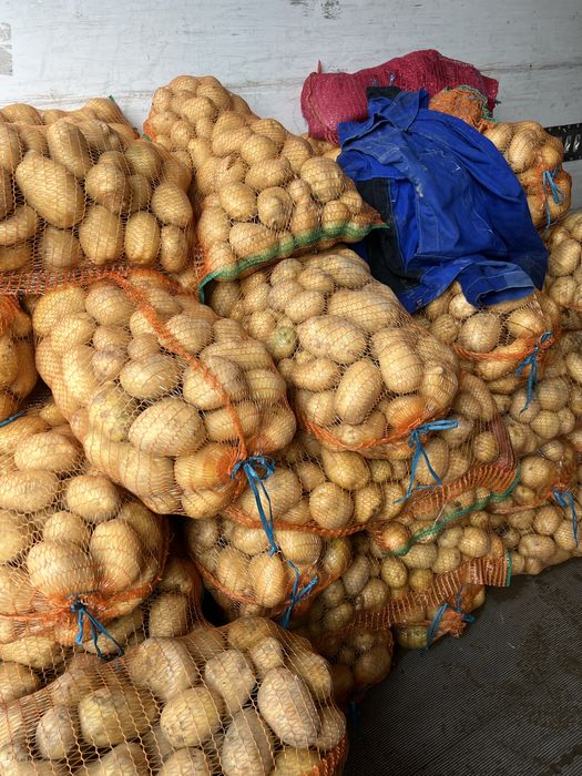 Cartofi de Semāntā si de consum  COVASNA