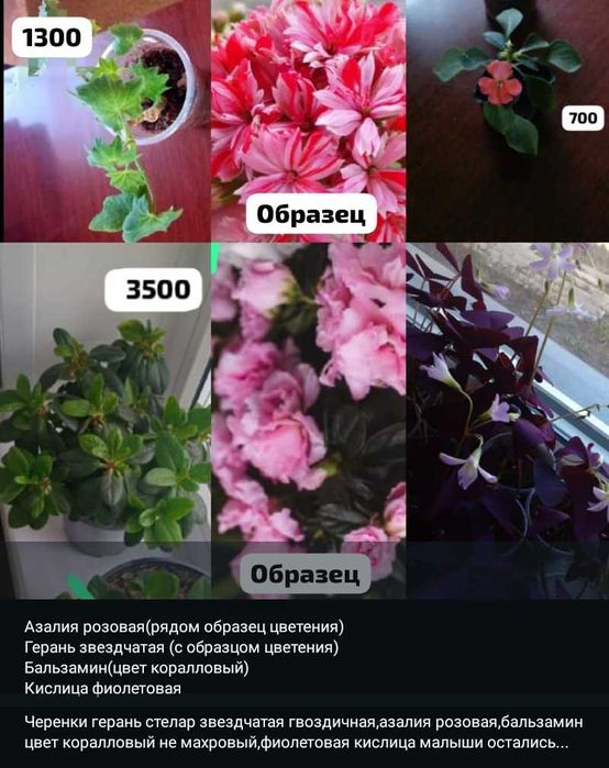 Комнатные цветы и отростки