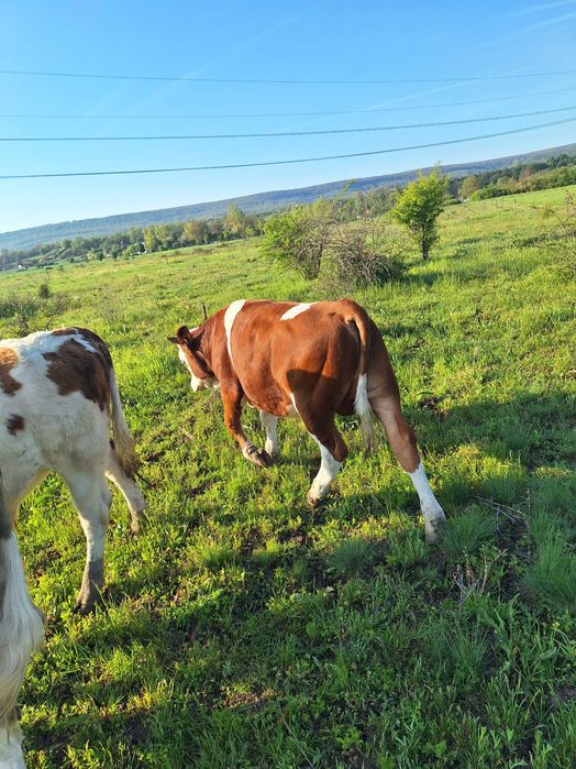 Vand taurasi din rasa BR