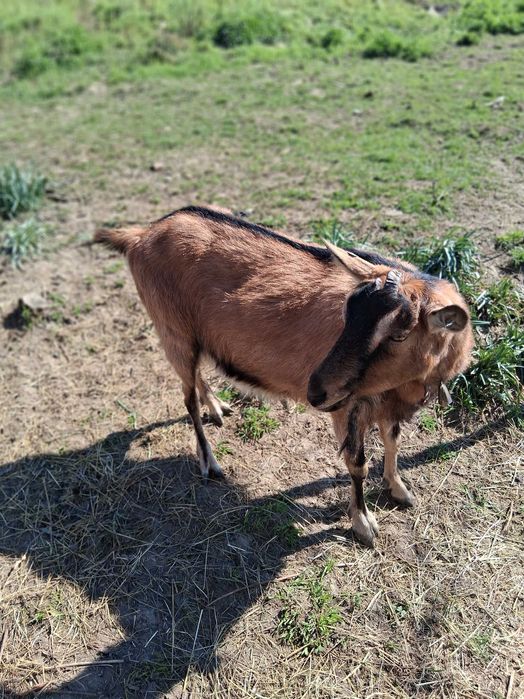 Vând capră bună de lapte dau la schimb pe oaie sau mieluță