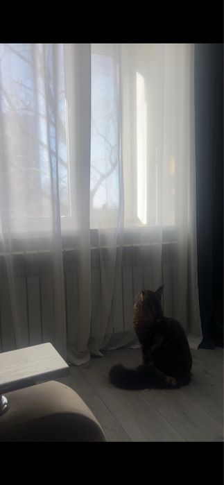 Мейн кун мальчик с документами