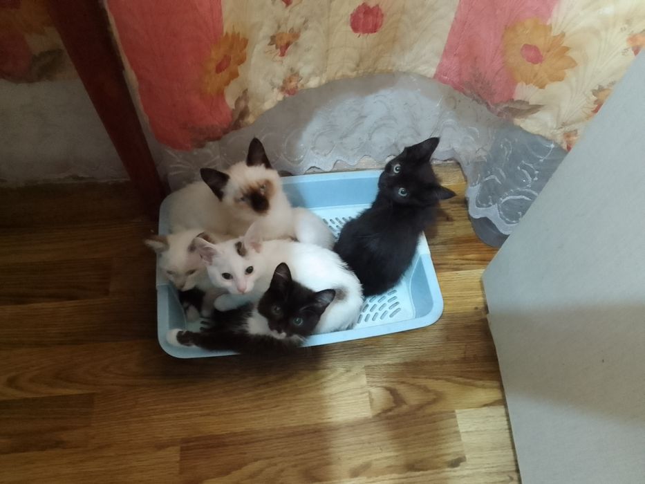 Отдам котят в хорошие руки