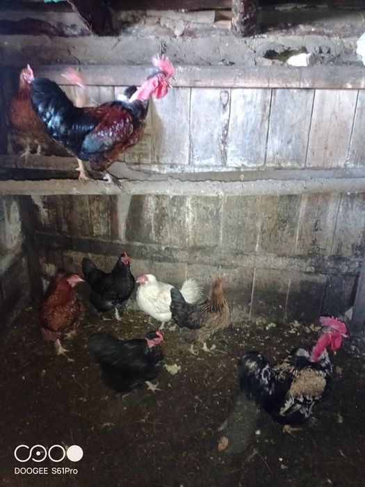 Продам кур домашних